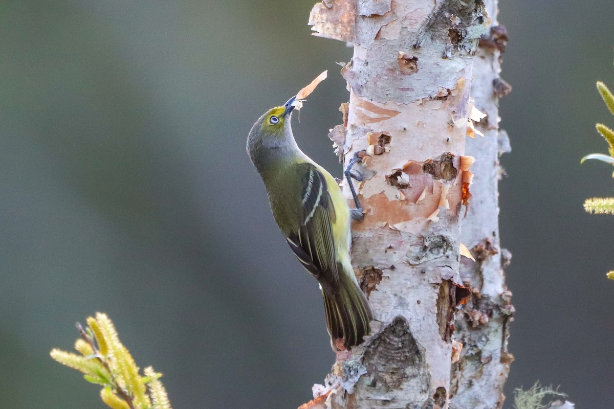 White-eyed Vireo - ML617439722