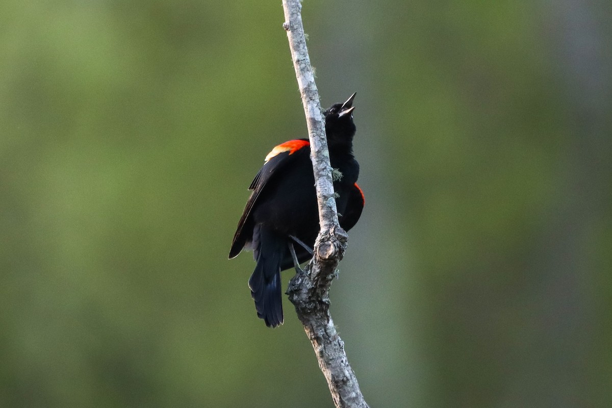 Red-winged Blackbird - ML617439739