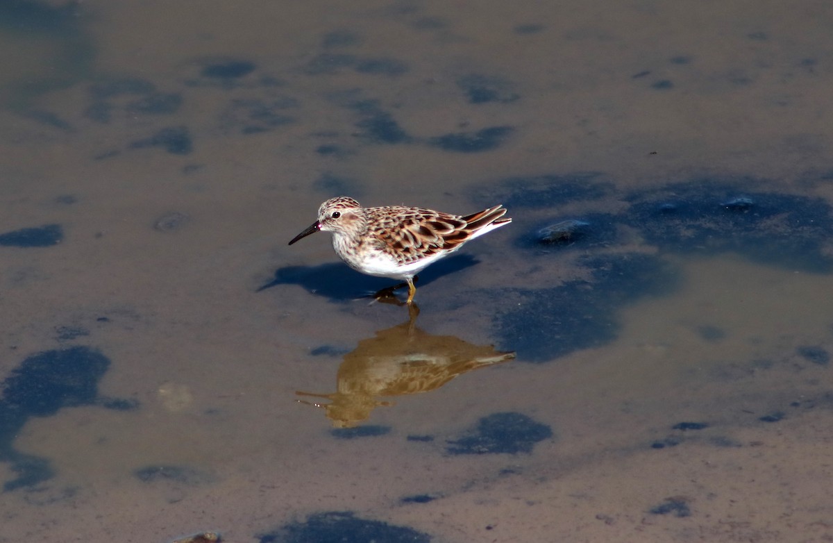 Least Sandpiper - ML617439861