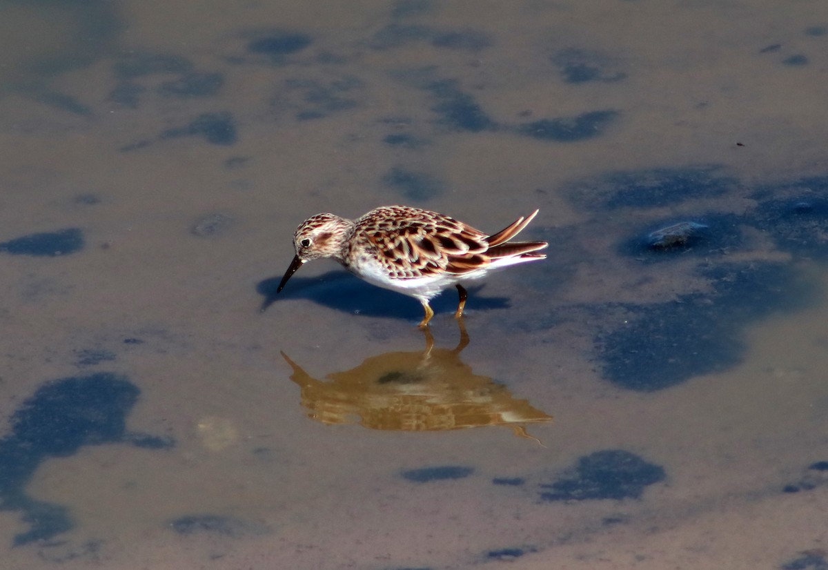 Least Sandpiper - ML617439862