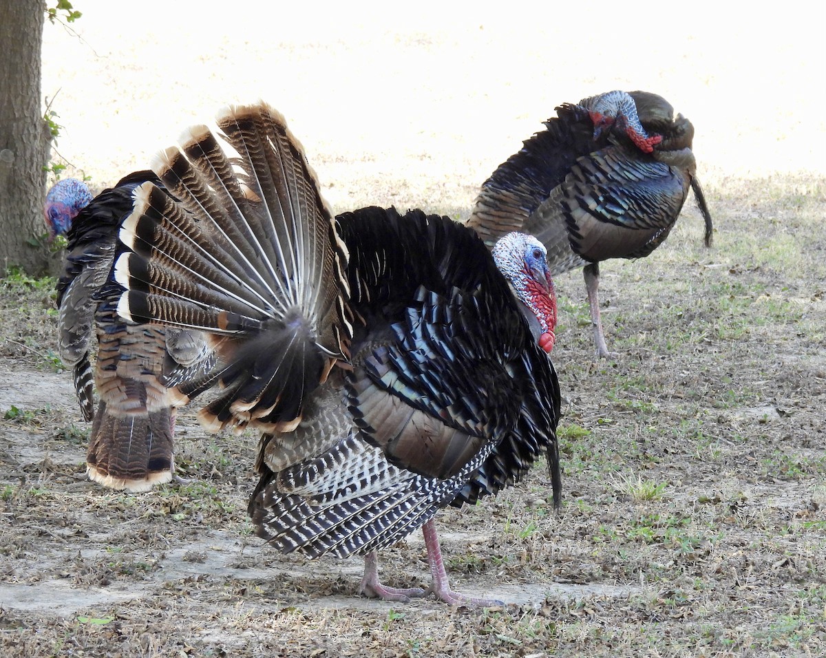 Wild Turkey - Jeff Hambleton