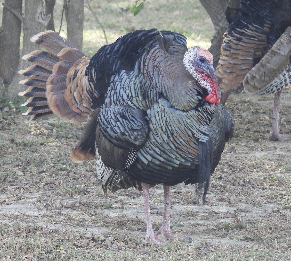 Wild Turkey - ML617439869