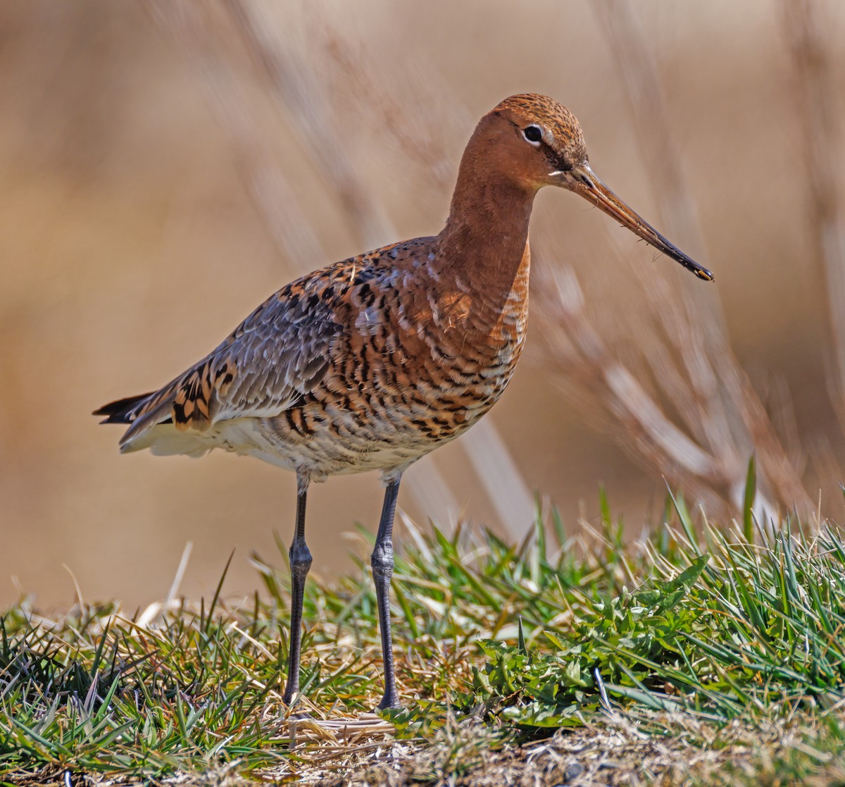 Black-tailed Godwit - ML617439871