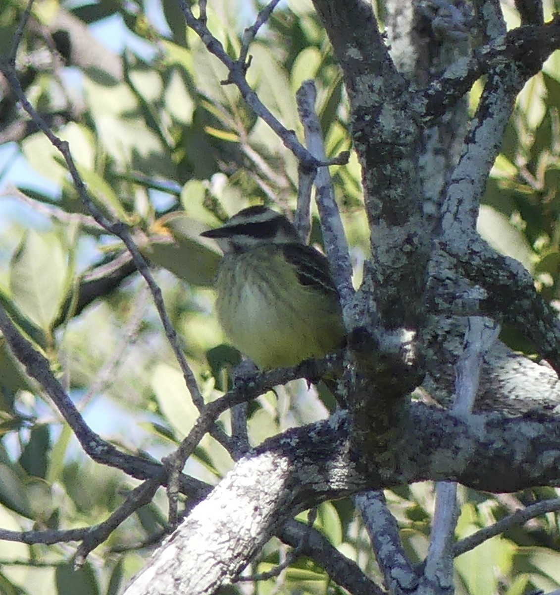 Piratic Flycatcher - ML617439981