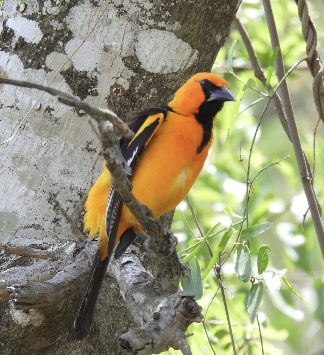 Altamira Oriole - Jeff Hambleton