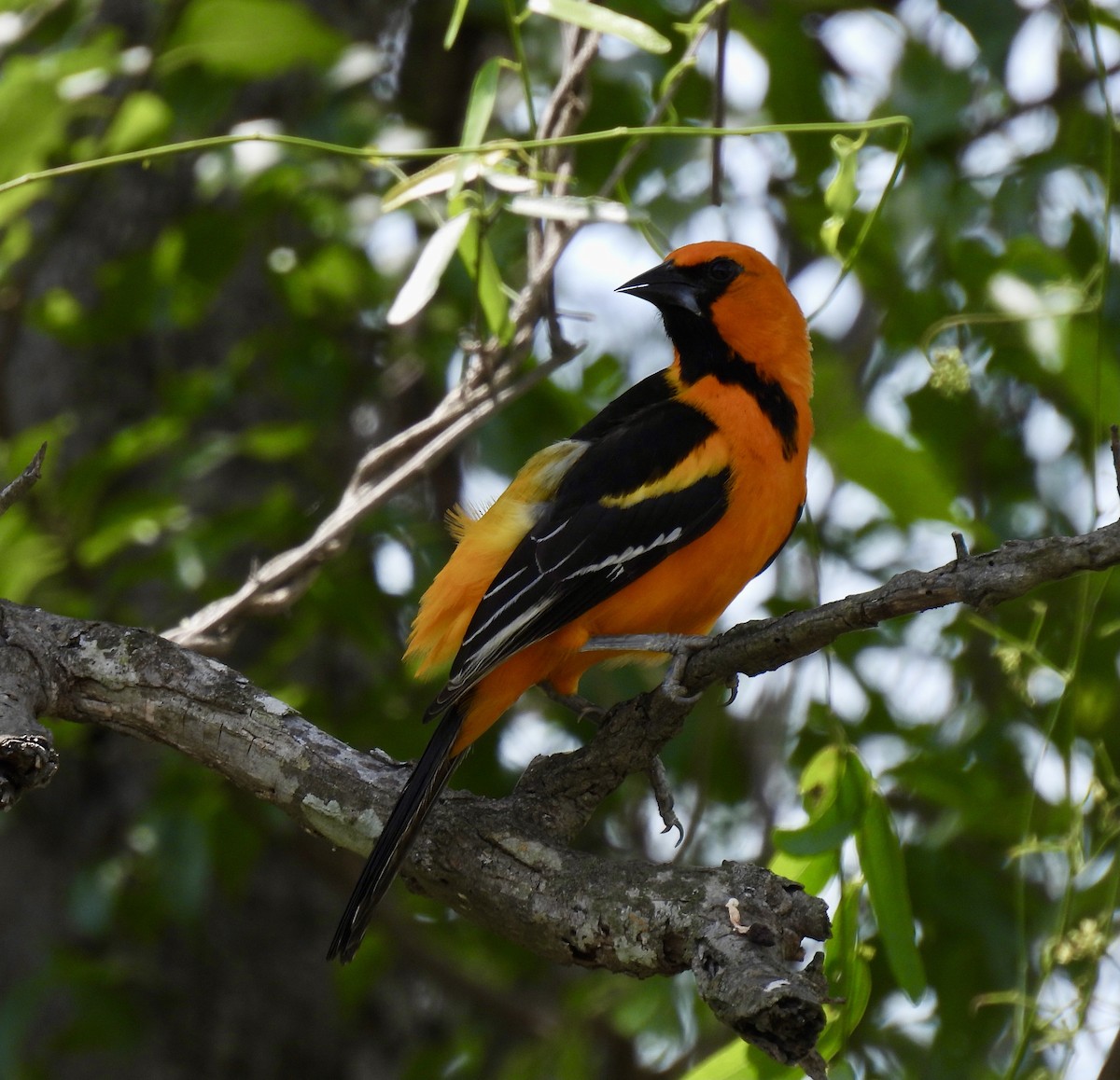 Altamira Oriole - Jeff Hambleton