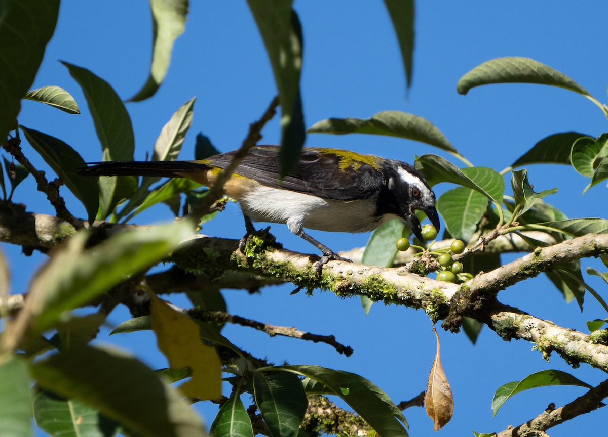 Black-winged Saltator - Stephen Menzie