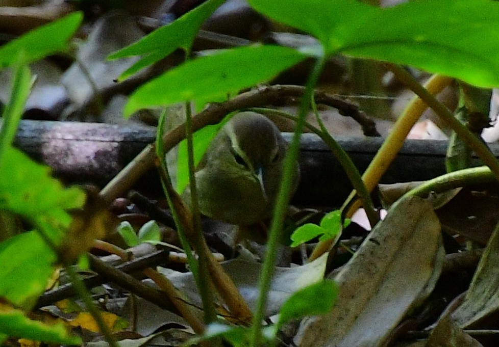 Swainson's Warbler - ML617440027