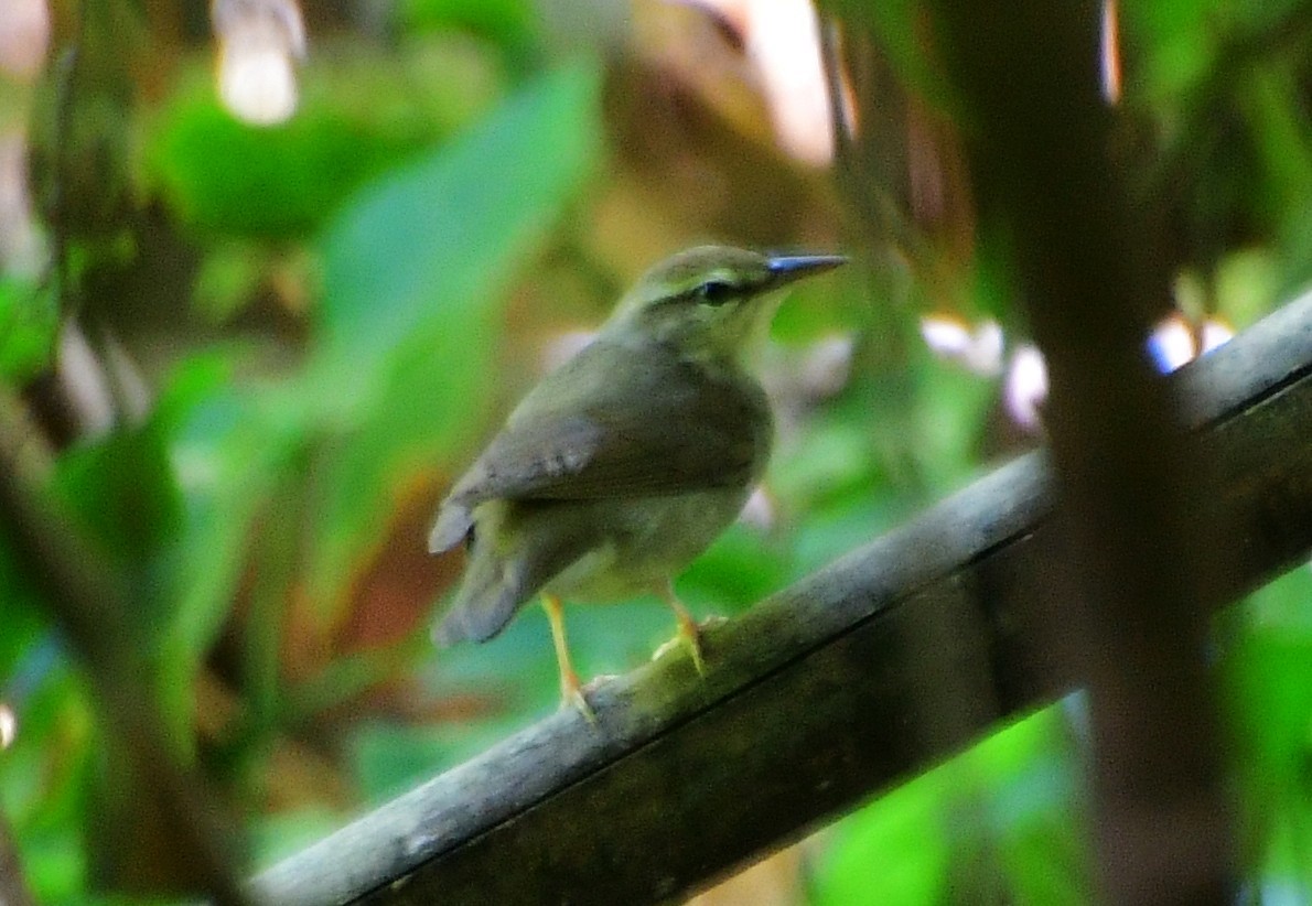 Swainson's Warbler - Leesa Brown