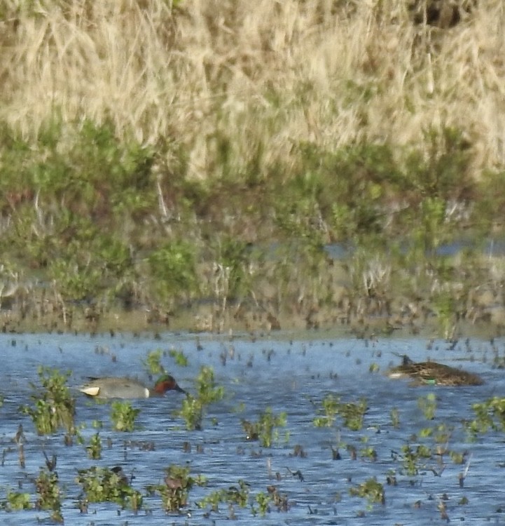 Green-winged Teal - ML617440039