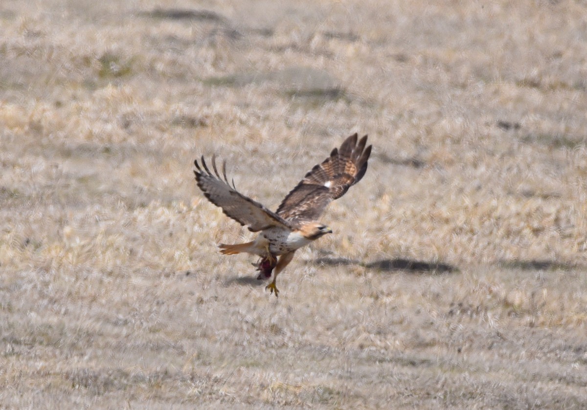 Red-tailed Hawk - D & I Fennell