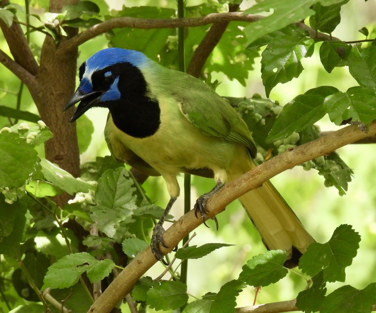 Green Jay - Jeff Hambleton