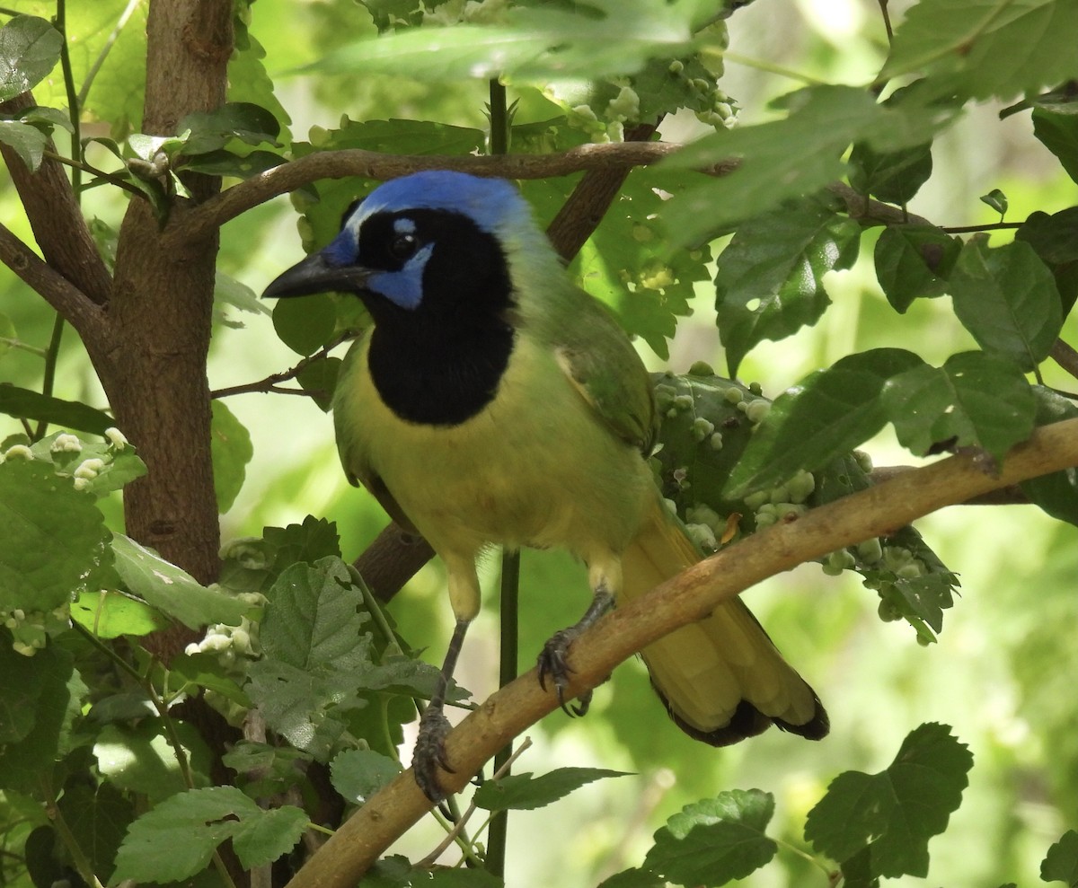 Green Jay - Jeff Hambleton