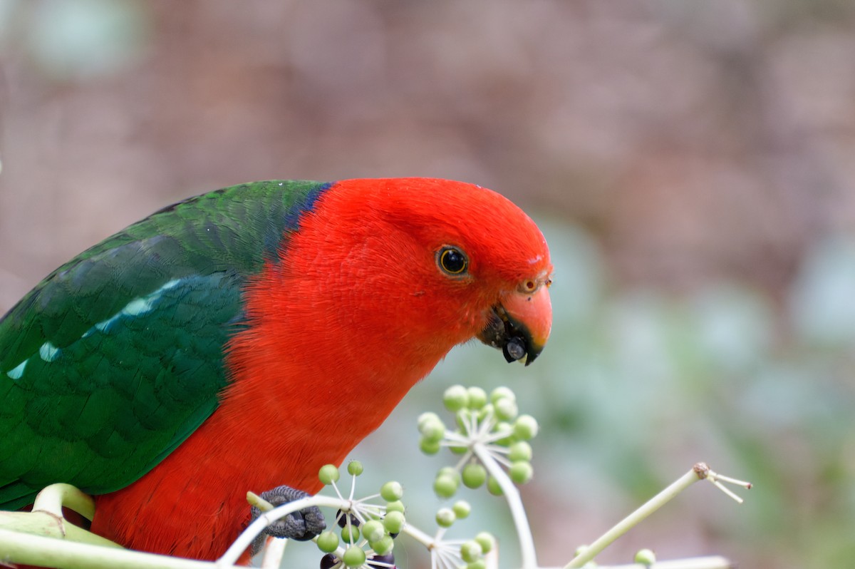 Australian King-Parrot - Donald Davesne