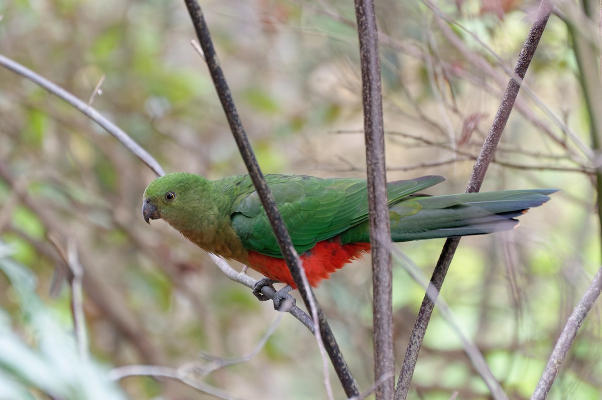 Australian King-Parrot - Donald Davesne