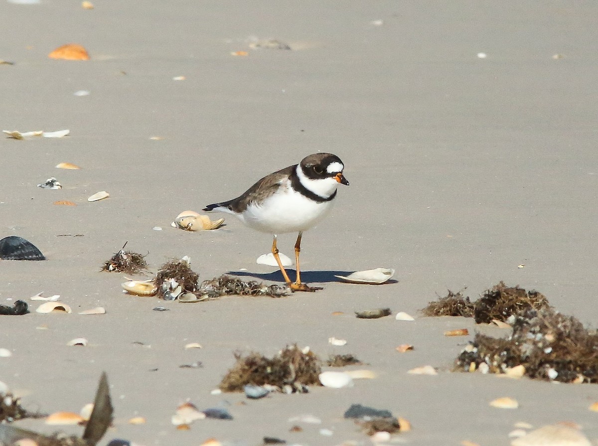 Semipalmated Plover - Brad Bergstrom