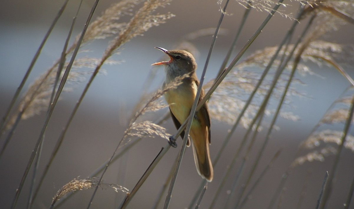 Great Reed Warbler - Susana B.