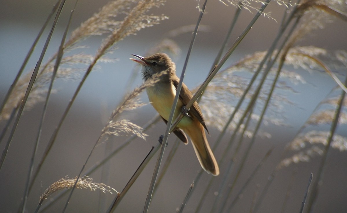 Great Reed Warbler - ML617440219