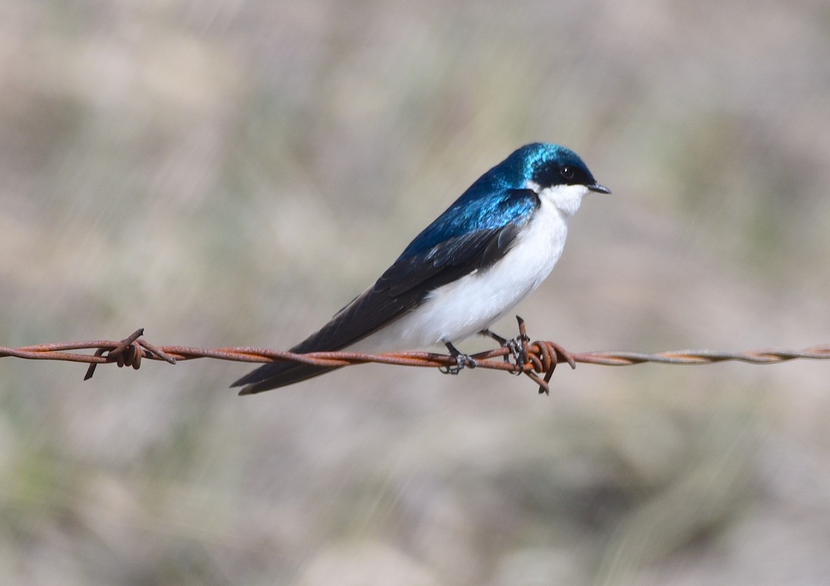 Tree Swallow - D & I Fennell