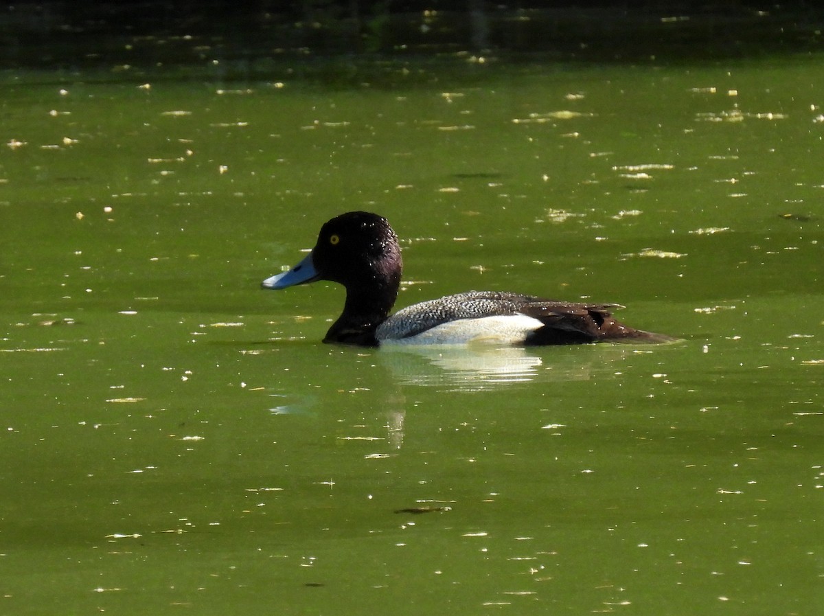Lesser Scaup - Mary Tannehill