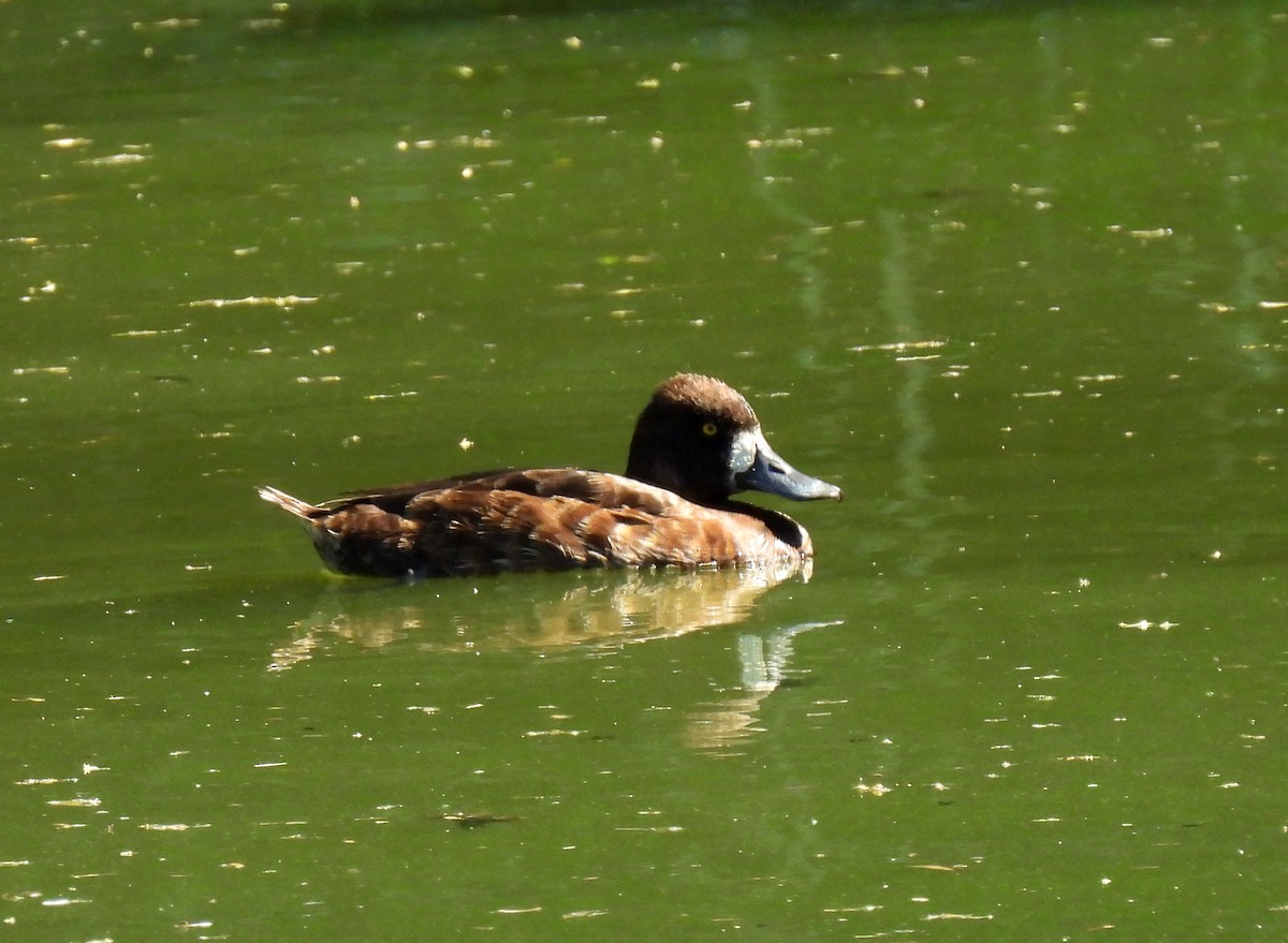 Lesser Scaup - ML617440246