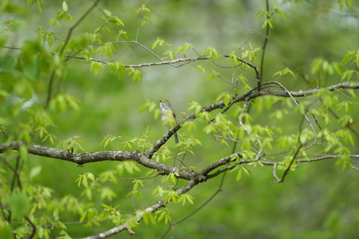 White-eyed Vireo - ML617440256