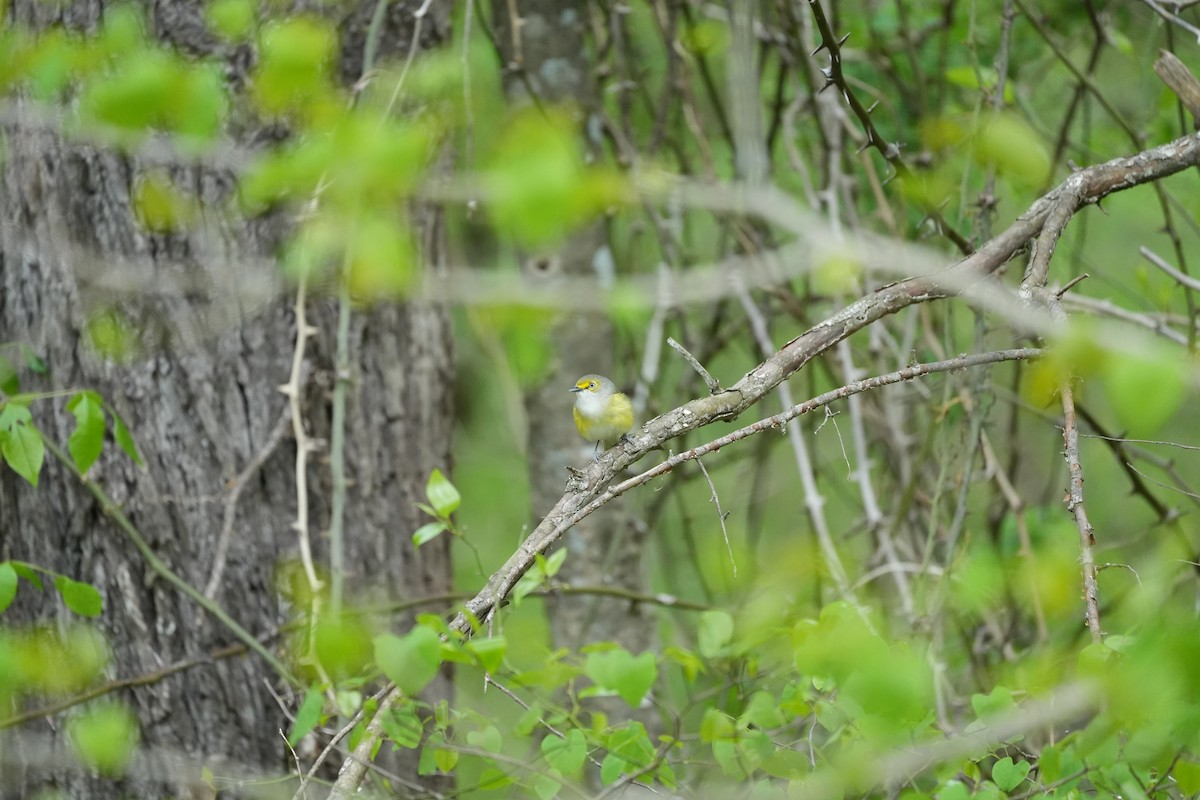 White-eyed Vireo - ML617440257