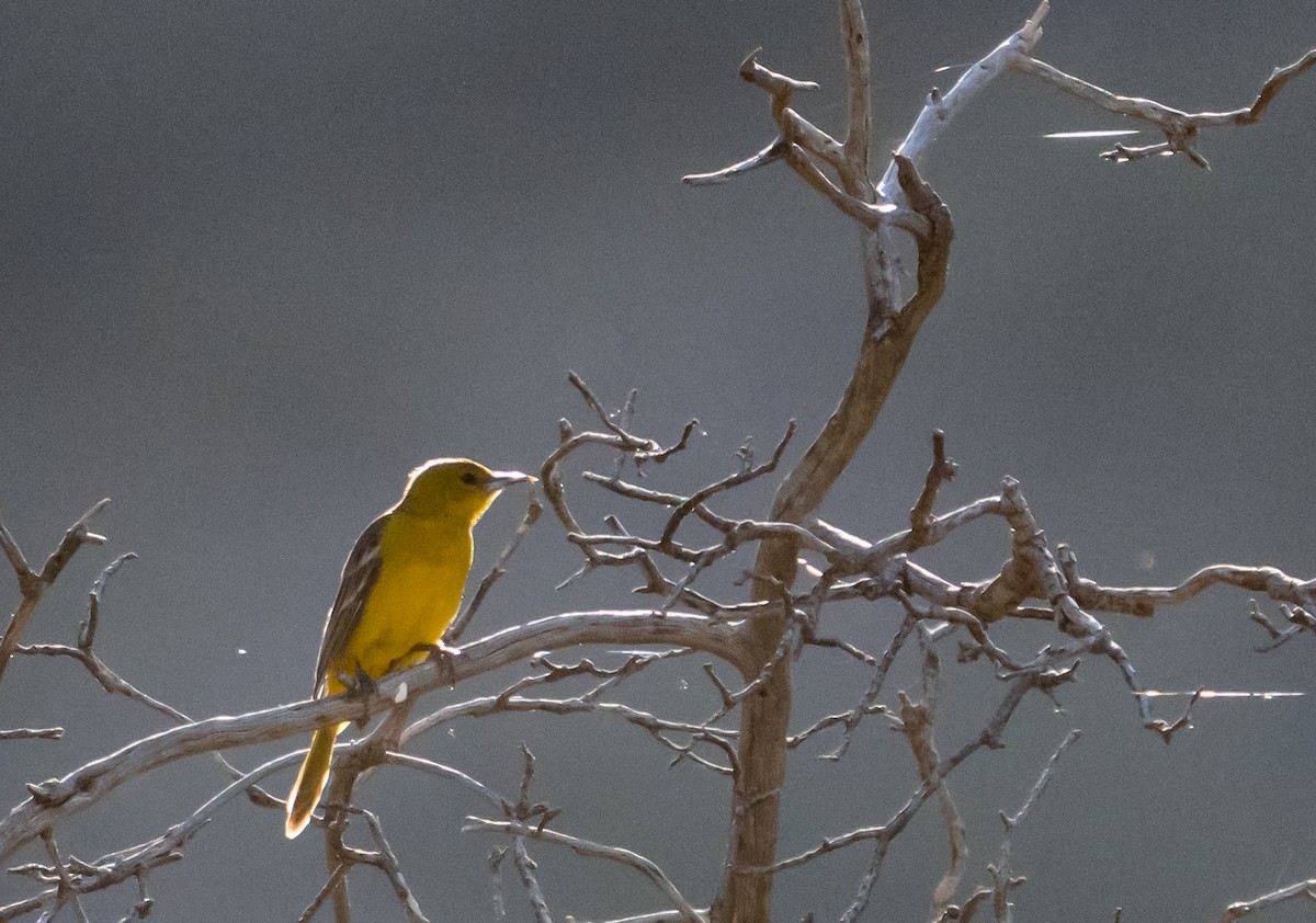 Hooded Oriole - ML617440287