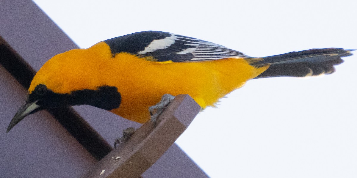 Hooded Oriole - ML617440288