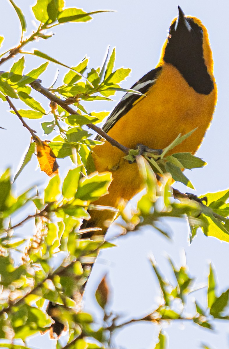 Hooded Oriole - ML617440289