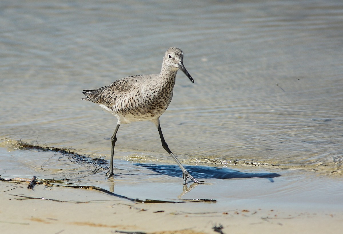 Willet - Brad Bergstrom