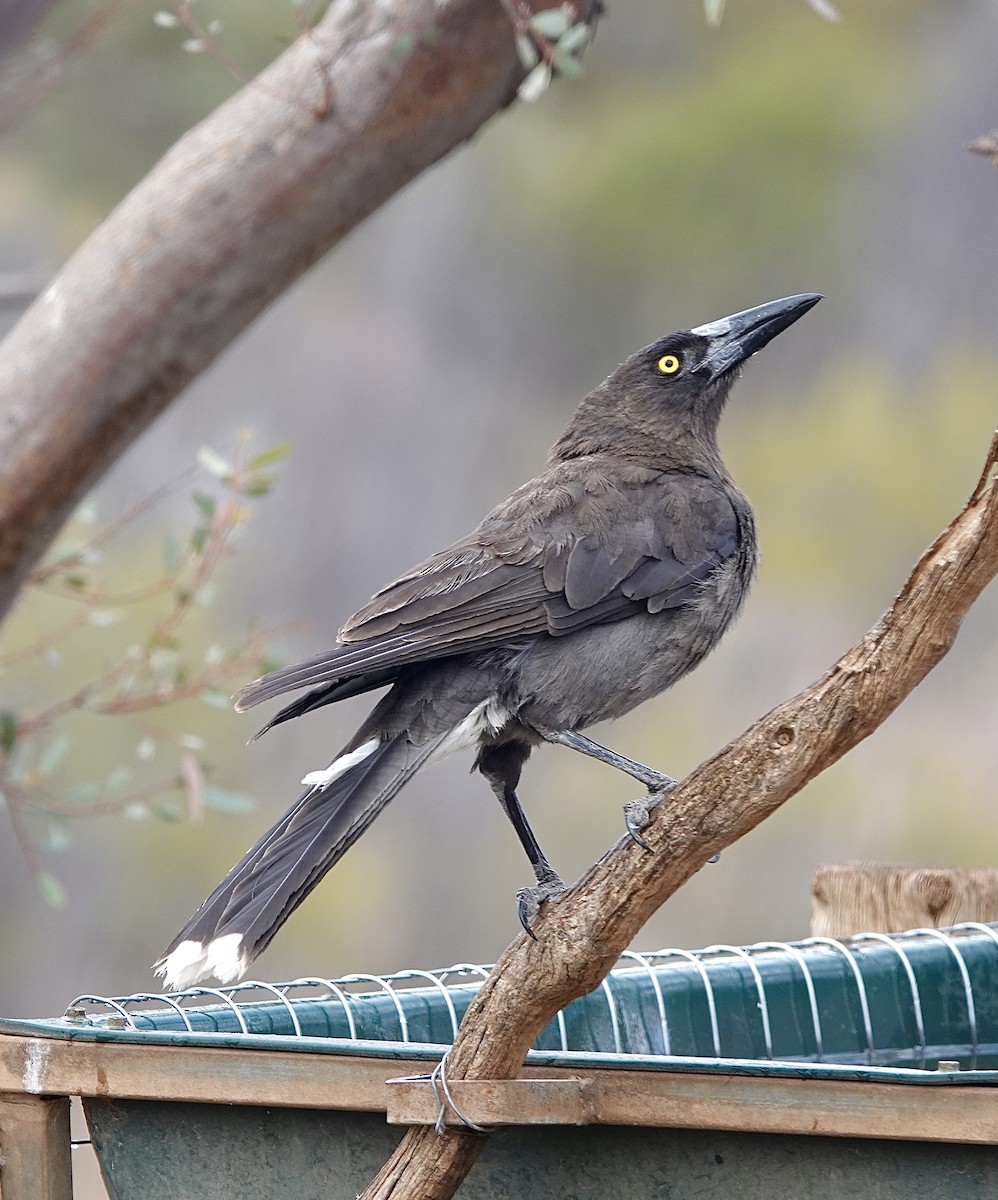 Gray Currawong - Howie Nielsen