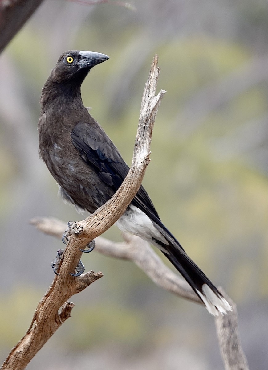 Gray Currawong - Howie Nielsen