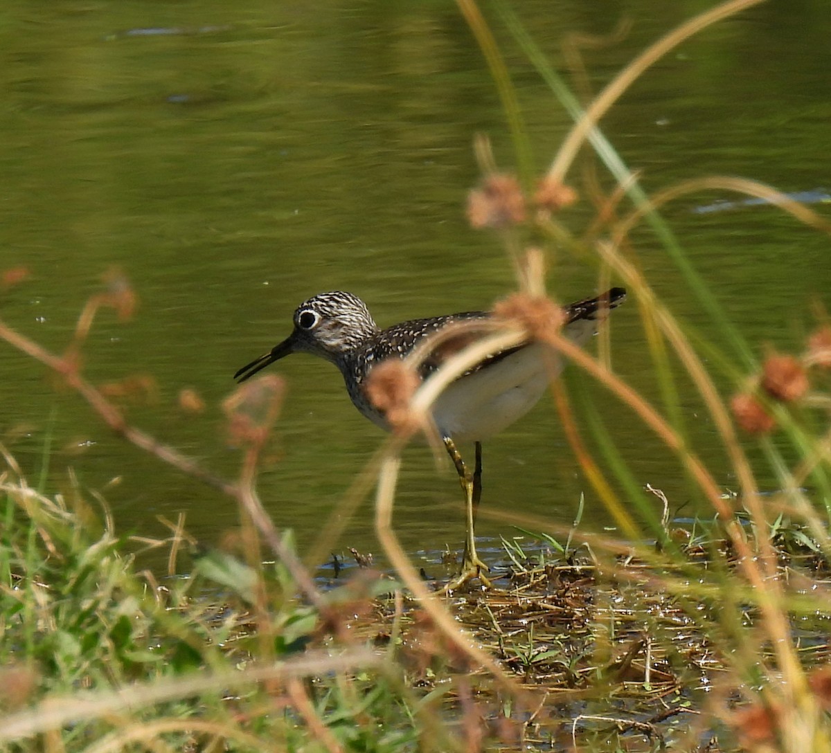 Solitary Sandpiper - ML617440309