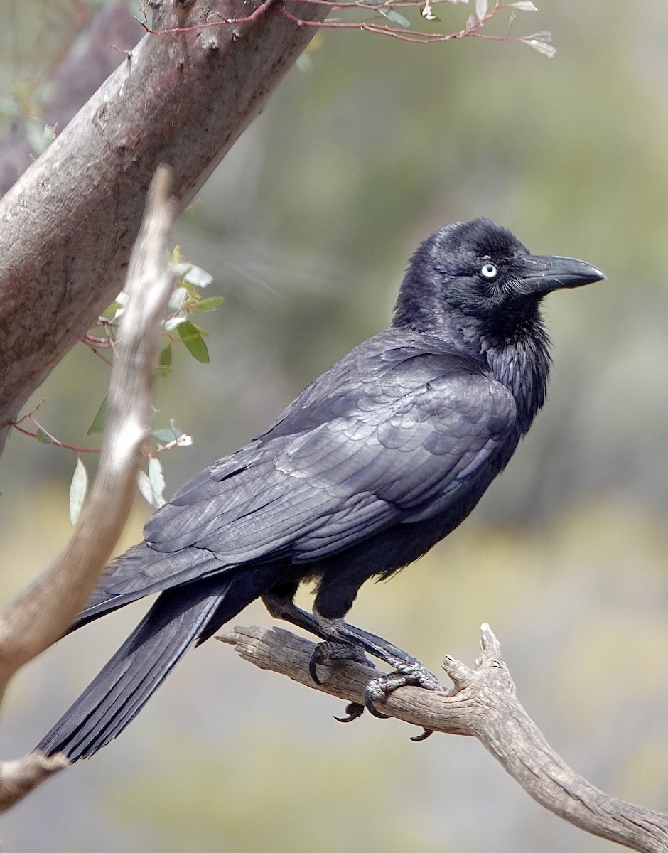 Australian Raven - ML617440313