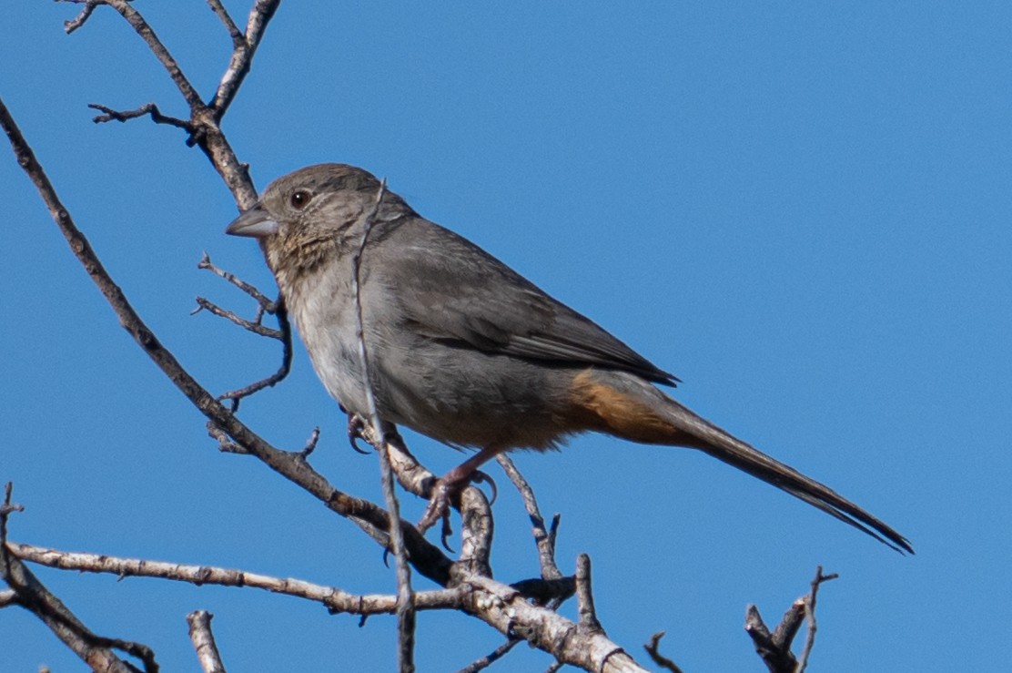 Canyon Towhee - ML617440314