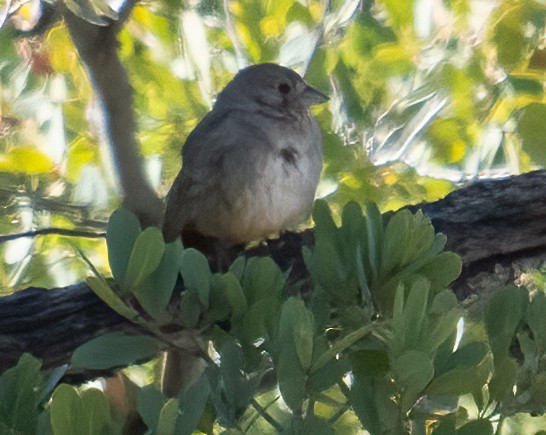 Canyon Towhee - ML617440315