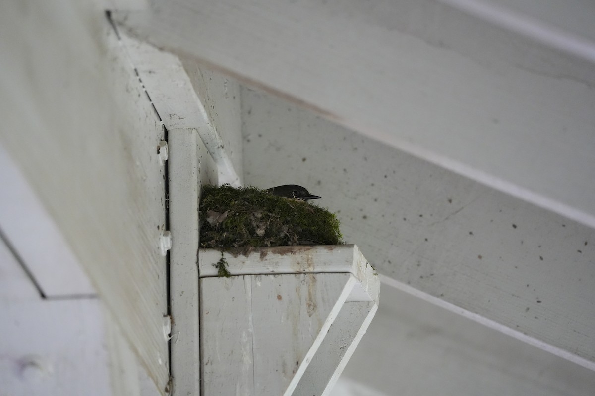 Eastern Phoebe - ML617440323