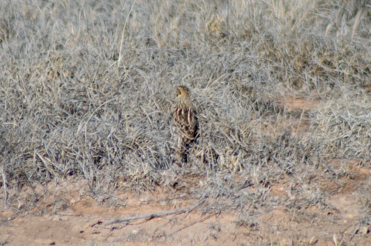 Baird's Sparrow - Trenton Voytko