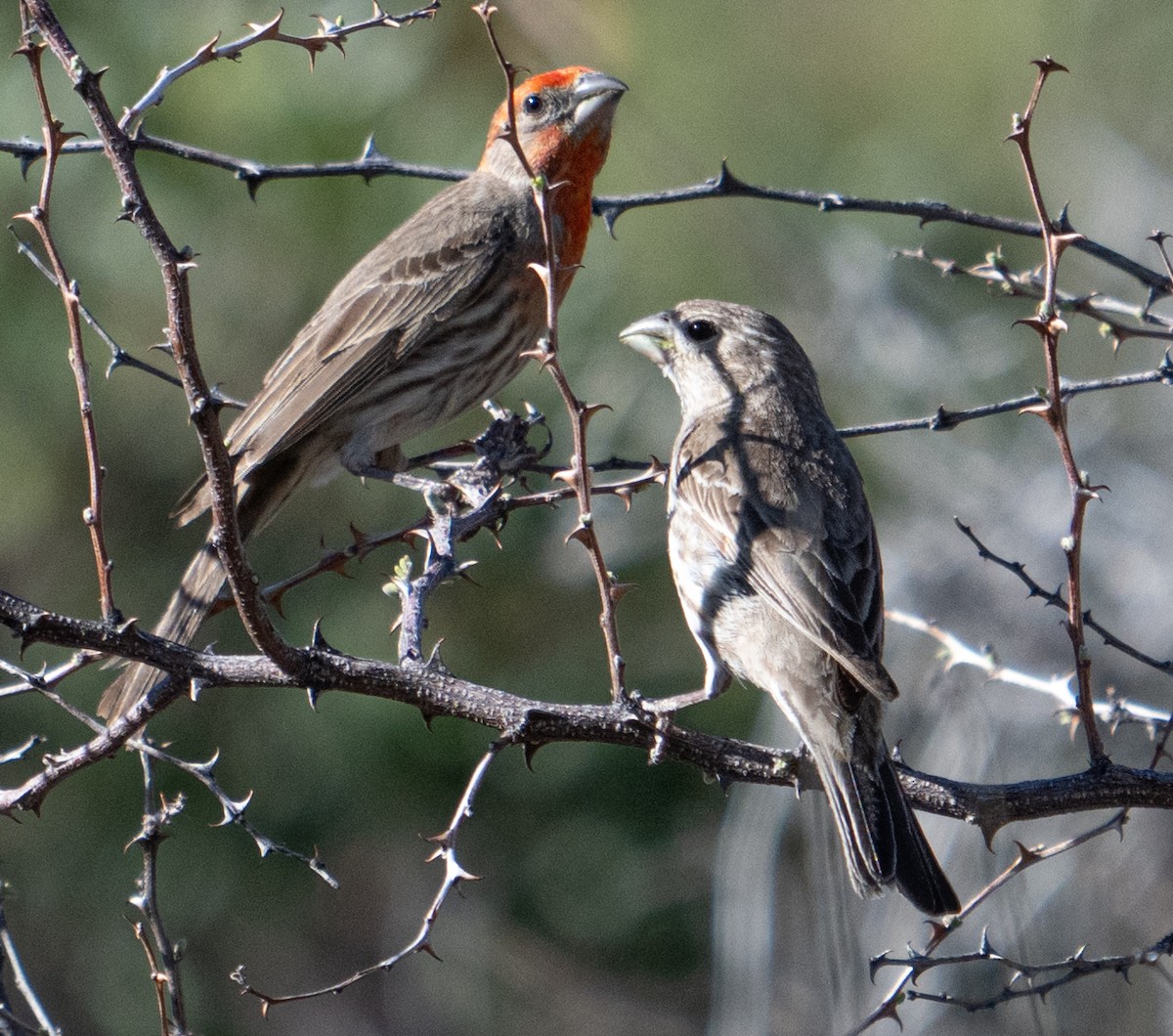 House Finch - Jeff Goulding