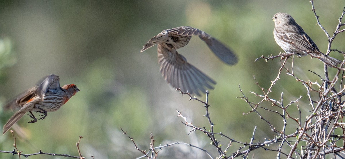 House Finch - ML617440340