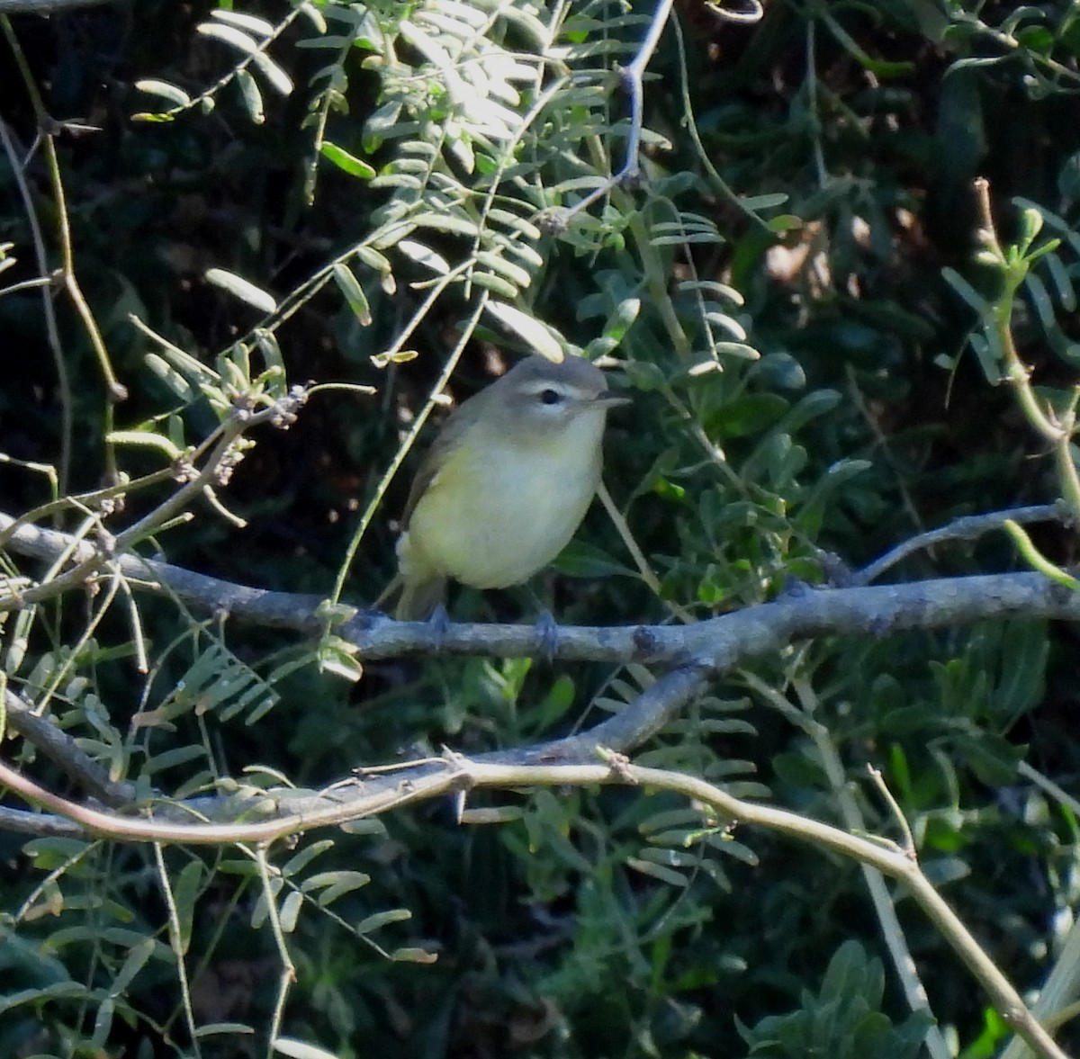 Ötücü Vireo - ML617440344