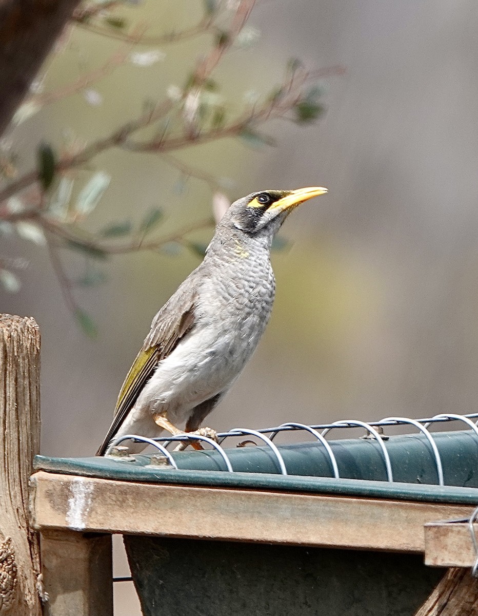 Yellow-throated Miner - ML617440345