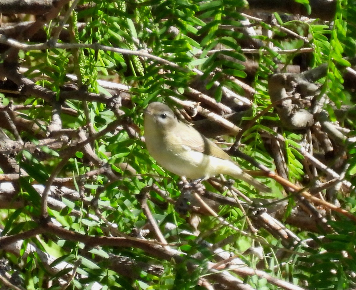 Warbling Vireo - ML617440346