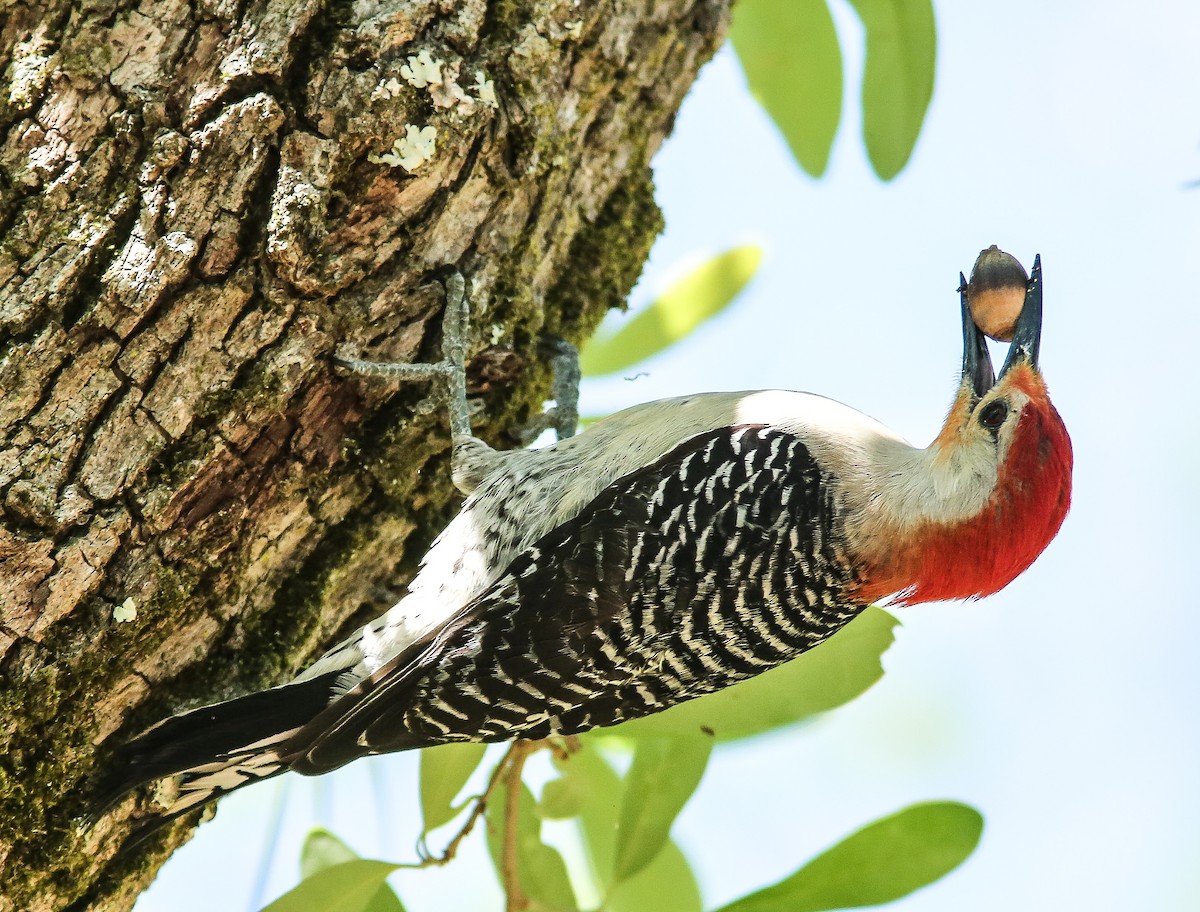 Red-bellied Woodpecker - Brad Bergstrom