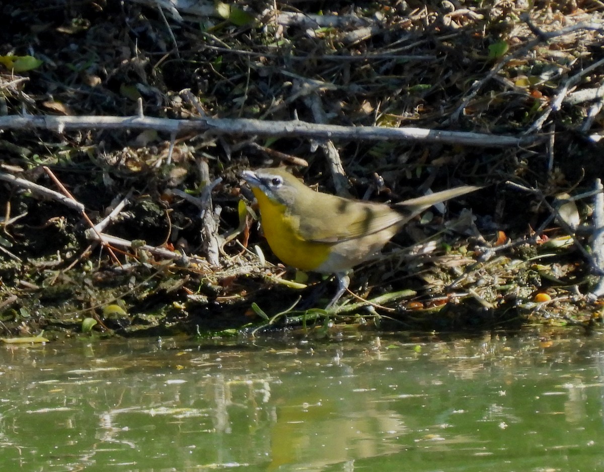 Yellow-breasted Chat - ML617440378