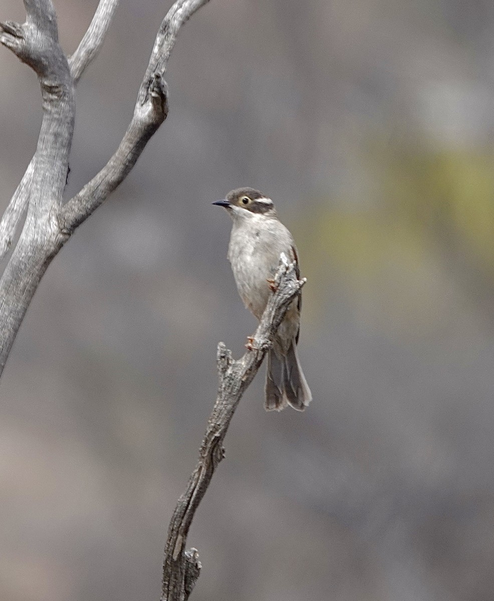 Brown-headed Honeyeater - ML617440391