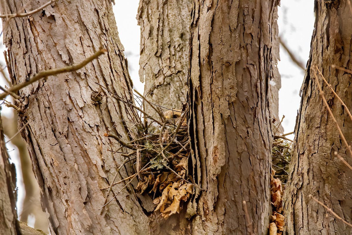 カタアカノスリ - ML617440403