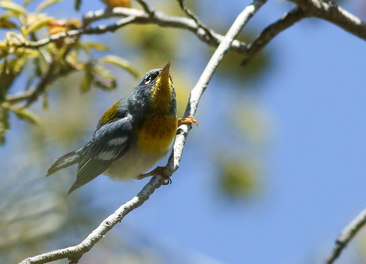 Northern Parula - Brad Bergstrom