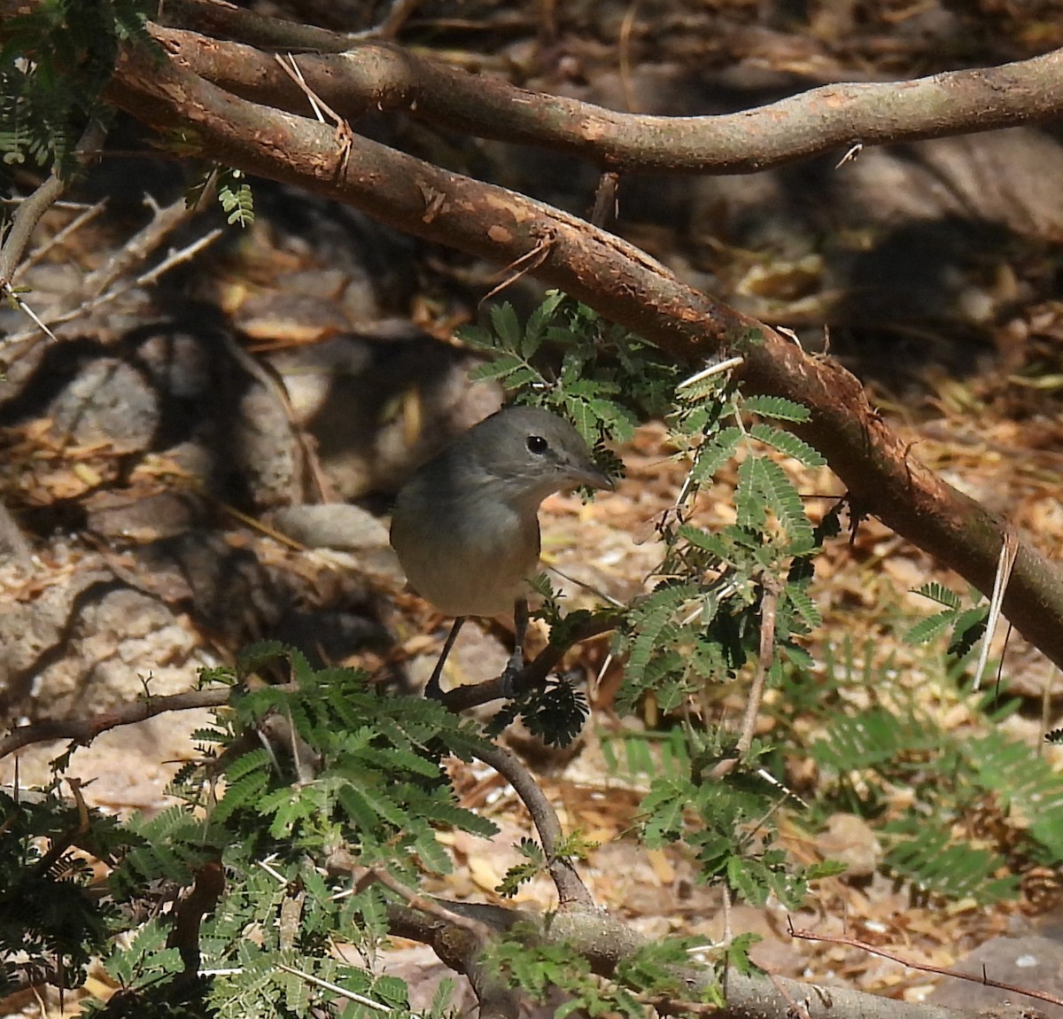 Gray Vireo - ML617440445